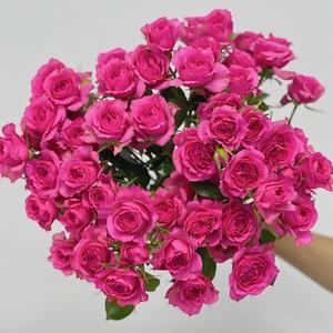 Fiori <span class=keywords><strong>di</strong></span> Rosa Yunnan <span class=keywords><strong>di</strong></span> Alta Qualità con Steli Multipli, Fiori a Bolla Dritti, Fornitura all'Ingrosso per Acquisti <span class=keywords><strong>di</strong></span> Gruppo, Rosa Bull AB, Fiore Tagliato - Product Image 2