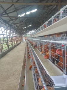 กรงไก่แบบอัตโนมัติ รุ่นใหม่ A-Type ผลิตจากเหล็กชุบสังกะสีแบบจุ่มร้อน สำหรับฟาร์มเลี้ยงไก่ไข่ แบบแบตเตอรี่ 3-4 ชั้น ใช้งานได้ 15-20 ปี - Product Image 3