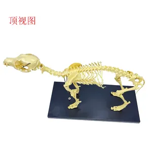 Esqueleto animal Corpo inteiro cão esqueleto Ensino recursos