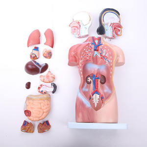 ADA-A1047 La Science Médicale 42cm/18 Pièces Humains Asexuée torse modèle Anatomique Formation - Product Image 6