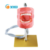 Modelo de Cabeza para Entrenamiento Dental, Simulador Dental Phantom sobre Mesa, Maniquí con Soporte para Estudiantes de Medicina, CE/ISO