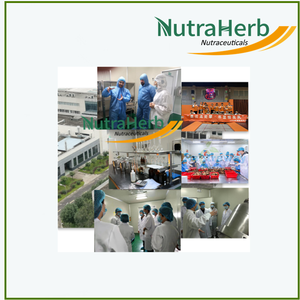 天然コーンスティープリキュアパウダーサプライヤーNutraherbCorn Extract Corn Steep Liquor Powder - Product Image 5