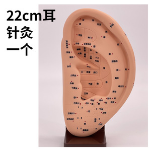 Modèle d'acupuncture auriculaire standard de 22 cm, modèle de points d'acupuncture auriculaires, modèle d'oreille, modèle de points d'acupuncture auriculaires avec base - Product Image 1