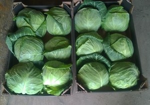 Nuevo Cultivo de repollo secado al aire de buena calidad de Vietnam - Product Image 4