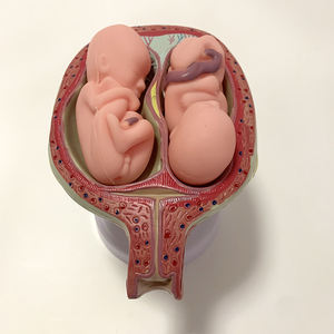 Embryonaal Ontwikkelingsproces Anatomie Model Bevalling Model - Product Image 6