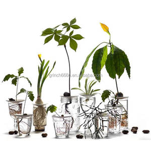 Macetas <span class=keywords><strong>de</strong></span> Germinación para Aguacates, Bellotas, Legumbres y Nueces, Soporte para Plantas, Macetas <span class=keywords><strong>de</strong></span> Hidroponía para Semillas <span class=keywords><strong>de</strong></span> Aguacates y Bellotas - Product Image 2