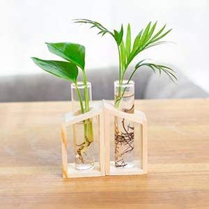 Ensemble de photographie <span class=keywords><strong>en</strong></span> <span class=keywords><strong>verre</strong></span> avec support <span class=keywords><strong>en</strong></span> bambou, bac à tests <span class=keywords><strong>en</strong></span> <span class=keywords><strong>verre</strong></span>, Terrarium, Mini Pots pour plantes hydroponiques pour décor spatial - Product Image 4