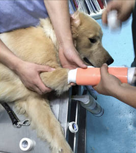 Veteriner kullanımı yumuşak alüminyum yastıklı haddelenmiş atel su geçirmez hafif dayanıklı köpük alüminyum atel köpekler iç<span class=keywords><strong>in</strong></span> - Product Image 6