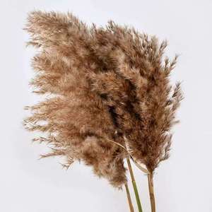 <span class=keywords><strong>Plumeau</strong></span> en plumes séchées de haute qualité, grand et moelleux, herbe de la pampa, roseau, écologique, vente en gros personnalisée à guichet unique, événements, style d'intérieur - Product Image 2