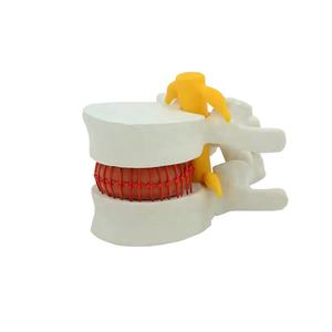 Modelo Lumbar humano agrandado, <span class=keywords><strong>sistema</strong></span> esqueleto de Anatomía de la columna vertebral - Product Image 1