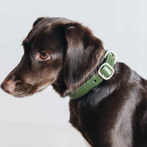 Luxus Haustier-Katzenhalsband aus Leder in Individuellen Farben, Wasserdicht, Klassische Hundehalsbänder aus Veganem Echtleder - Product Image 4