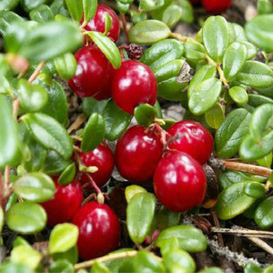 Gmp chứng nhận tự nhiên Bearberry chiết xuất chất lượng cao Alpha Arbutin cấp thực phẩm bột tinh thể dung môi lá Halal chứng nhận <span class=keywords><strong>hplc</strong></span> - Product Image 4