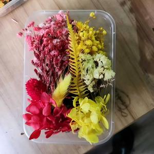 Kit de fleurs séchées vertes fraîches, feuillage et fleurs préservés en boîte pour la décoration de la maison, projets d'artisanat DIY, projets artistiques DIY, artisanat miniature - Product Image 3