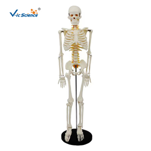 Modelo <span class=keywords><strong>de</strong></span> <span class=keywords><strong>Esqueleto</strong></span> Humano con <span class=keywords><strong>Cartílago</strong></span> Verde y Nervios Espinales, 85 cm, Precio <span class=keywords><strong>de</strong></span> <span class=keywords><strong>Esqueleto</strong></span> Humano, Modelo <span class=keywords><strong>de</strong></span> <span class=keywords><strong>Esqueleto</strong></span> Humano - Product Image 3