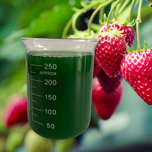 <span class=keywords><strong>Engrais</strong></span> liquide concentré d'algues biologiques, stimulant de croissance racinaire, accélère la force des semis et favorise une croissance uniforme pour les serres - Product Image 5