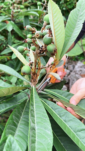 น้ำมันหอมระเหยจากใบโลควอท |   เอริโอบอตรียา จาโปนิกา |   กรดอูร์โซลิกและสารต้านอนุมูลอิสระ |   บรรเทาอาการทางระบบหายใจและผิวหนัง |   น้ำมันธรรมชาติแบบเป็นถัง - Product Image 3