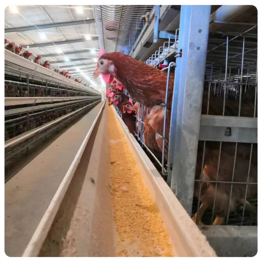 עופות מסחריים סוג H בשר ידני ברילר גידול כלוב עוף עבור 1000 10000 ציפורים עם מסוע חגורת מפעל ישיר