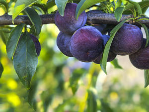 טהור טבעי עשיר של שמן פרי שזיף שחור אבקת ויטמין טהור - Product Image 3