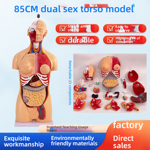 Modelo de torso de <span class=keywords><strong>cuerpo</strong></span> completo de doble sexo de 85cm con órganos internos para la enseñanza de ciencias médicas, incluido <span class=keywords><strong>el</strong></span> cerebro y <span class=keywords><strong>el</strong></span> corazón - Product Image 5