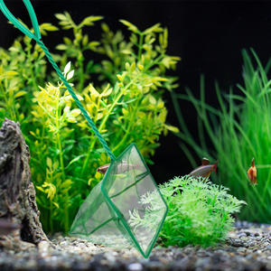 Filet de poche en plastique ultra dense <span class=keywords><strong>pour</strong></span> aquarium Petit filet fin carré <span class=keywords><strong>pour</strong></span> <span class=keywords><strong>poisson</strong></span> <span class=keywords><strong>rouge</strong></span> Filet d'atterrissage ornemental <span class=keywords><strong>pour</strong></span> aquarium - Product Image 5