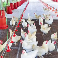 Système d'alimentation automatique pour volailles de ferme, système d'alimentation linéaire pour bétail, système d'alimentation pour poulets avec construction en métal et en plastique
