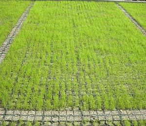 Solution de renforcement du sol en grille de gravier HDPE Sunsbuild, expédition prête, fonction imperméable, allées, parkings, construction de routes - Product Image 3