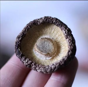 Toplu Vahşi Şitake Mantarı Kurutulmuş Gıda Sınıfı Çin Yenilebilir Organik Xiang Gu Yemek Pişirme/Ekstrakt/Toz İçin Fabrika Fiyatı - Product Image 5