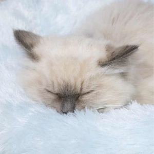 Nido para mascotas de felpa suave y cálido de lujo personalizable, camas para perros lavables, características impermeables, criadero colorido, gatos, fieltro para gatos - Product Image 5