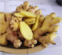 Gingembre frais de haute qualité de la marque JILIU, certifié GAP du Shandong, vente en gros en vrac, tailles 100-150g/150-200g/200-250g, emballage en carton de 25kg
