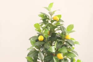 JWS3991 Plantas Artificiales Árbol <span class=keywords><strong>de</strong></span> Limón <span class=keywords><strong>Venta</strong></span> Directa <span class=keywords><strong>de</strong></span> Fábrica con Fruta <span class=keywords><strong>de</strong></span> Limón Plantas <span class=keywords><strong>de</strong></span> Hojas Verdes Decoración <span class=keywords><strong>de</strong></span> Paisaje - Product Image 3