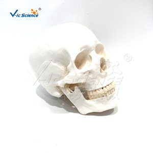 VIC-190071 Modèle de crâne adulte naturel avec 3 dents amovibles (squelette) - Product Image 4