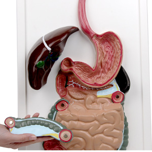Modèle d'anatomie du système digestif humain, aide pédagogique pour les élèves du collège et du lycée, modèle tridimensionnel - Product Image 2