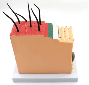 Anatomisch Model Vergrote Structuur Heldere Pvc-Huidpop Voor Medische Wetenschappelijke Training Hechten Voor Medisch Schoolonderwijs - Product Image 5