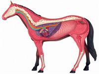 Juguete Educativo de Simulación de Animales, Modelo de Anatomía de Órganos de Caballo, Material Didáctico Médico, Equipo Experimental, CE/ISO