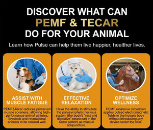 Dispositivo Portátil de Terapia PEMF y <span class=keywords><strong>Tecar</strong></span> 2 en 1 para Alivio del Dolor, con Certificación CET y SmartTecar, para Uso Veterinario en Perros y Gatos, con Capacitación Gratuita - Product Image 2