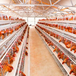 Gabbia di pollame per allevamenti di polli 2000 - Product Image 1