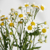 Bunga Krisan Chamomile Potong Segar Putih 60-80cm Laris 2024 untuk Penggunaan Rumah & Pernikahan, Hiasan Ruang Tamu yang Stylish
