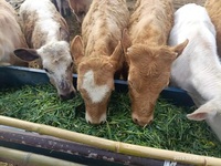 Premix Aditif Pakan Sapi Kambing Produk Kesehatan Hewan untuk Meningkatkan Imunitas Asam Amino Bahan Pengawet Bubuk Pakan Ternak