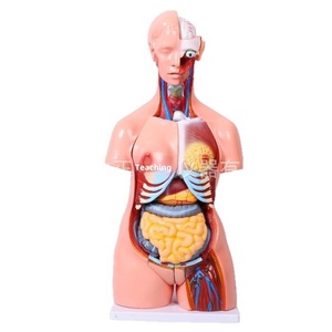 Modello di Struttura Umana in Plastica a Mezzo Busto, 85cm, Due Sessi, per Insegnamento di Anatomia Medica, Smontabile, per Scuole Primarie e Secondarie - Product Image 1