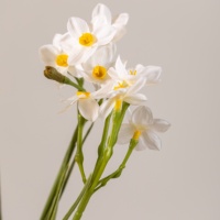 Mini fleurs de narcisse artificielles faites à la main au toucher réaliste pour les bouquets de mariage DIY et la décoration de la maison de Pâques, printemps en vrac