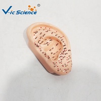 Modelo de Acupuntura Auricular de 13 cm, Modelo de Enseñanza de Puntos de Reflexología de PVC para Entrenamiento de Medicina Tradicional China, CE/ISO/ROHS/CNAS