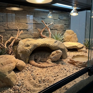 Abri extra large en résine pour reptiles, cachette pour serpents, abri pour terrarium pour python <span class=keywords><strong>ball</strong></span>, habitat pour lézards, gecko léopard, <span class=keywords><strong>dragon</strong></span> barbu - Product Image 2