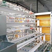 Sistema de Jaulas para Gallinas Ponedoras Tipo A, Totalmente Automático, para la Recolección de Huevos, para Granjas Avícolas de Gran Escala con Capacidad para 30000 Aves