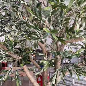 Olivo artificiale personalizzato di fascia alta, pavimento su larga scala montato Artificialgreen plantare decorazione del paesaggio per interni ed esterni - Product Image 3