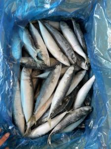 Maquereau du Pacifique surgelé durable, maquereau surgelé en gros, surgelé 150-250g pour les importateurs d'appâts <span class=keywords><strong>de</strong></span> pêche en Afrique - Product Image 3