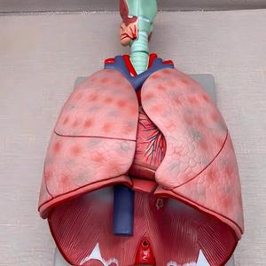 Modelo Anatómico del Sistema Respiratorio Humano - Modelo de Disección de Laringe, Pulmón y Corazón para Educación Médica y Respiratoria - Product Image 4