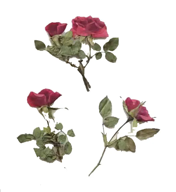 Reale Secchi Premuto Fiore Rosa con Il Ramo