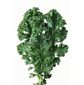 ケールパウダーケールリーフジュースエキス有機フリーズドライケールパウダー/Sukuma Wiki/Brassica Oleraceaパウダー - Product Image 3
