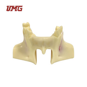 UM-Z14 gigi Model gigi, latihan angkat Sinus - Product Image 3