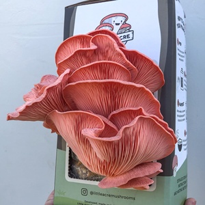Système de culture <span class=keywords><strong>d</strong></span>'intérieur hydroponique intelligent de champignon <span class=keywords><strong>d</strong></span>'huitre rose, kit de culture de jardin domestique - Product Image 5